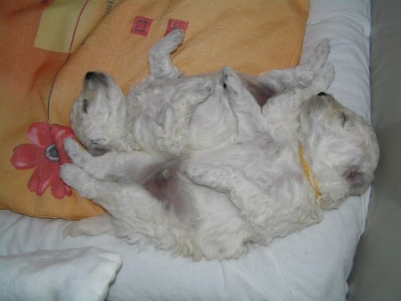 21. den s plnými bříšky maminčiného mlíčka CERES (nahoře) a CASTOR...